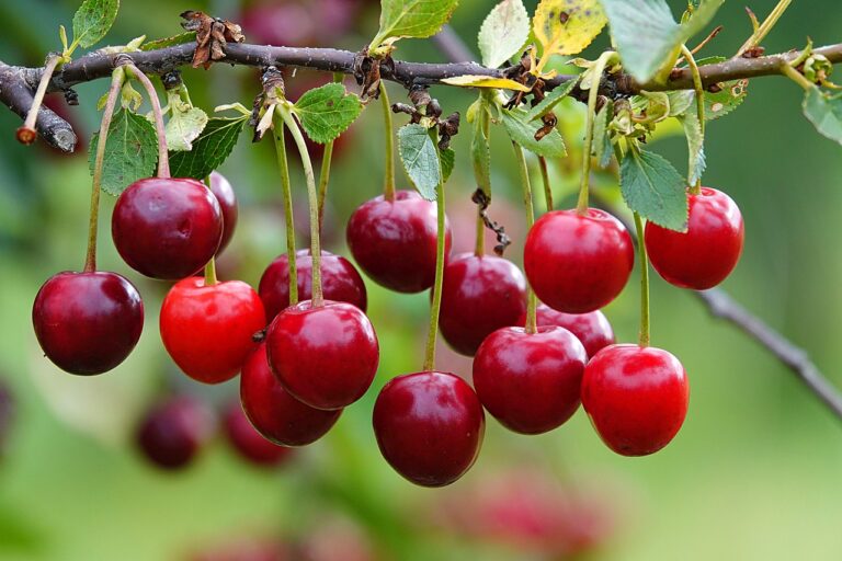 The Impact of Food Industry on Local Food Culture