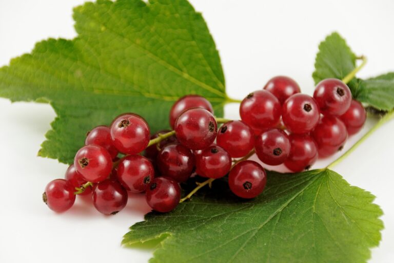 The Benefits of Organic Products in Grocery Stores: 11xplay reddy login id and password, Laser247. Com cricket, Sky live casino